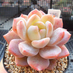 PRESALE Echeveria Potosina, (Random)