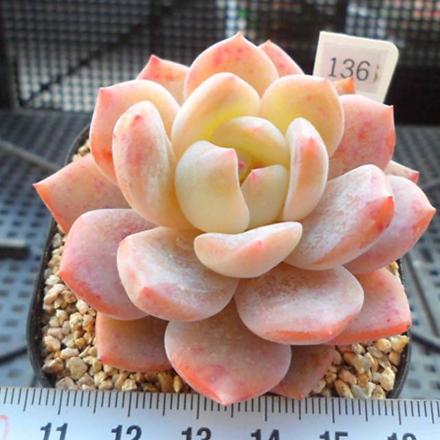 PRESALE Echeveria Potosina, (Random)