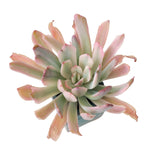 SPECIAL REQUEST- Echeveria Holwayii (Cluster)