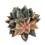 SPECIAL REQUEST- Echeveria Monocerotis, Variegata