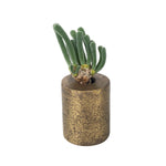 SPECIAL REQUEST- Monilaria Moniliforme