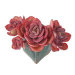 SPECIAL REQUEST- Echeveria Suyon