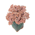 SPECIAL REQUEST- Echeveria Peacockii Cristata