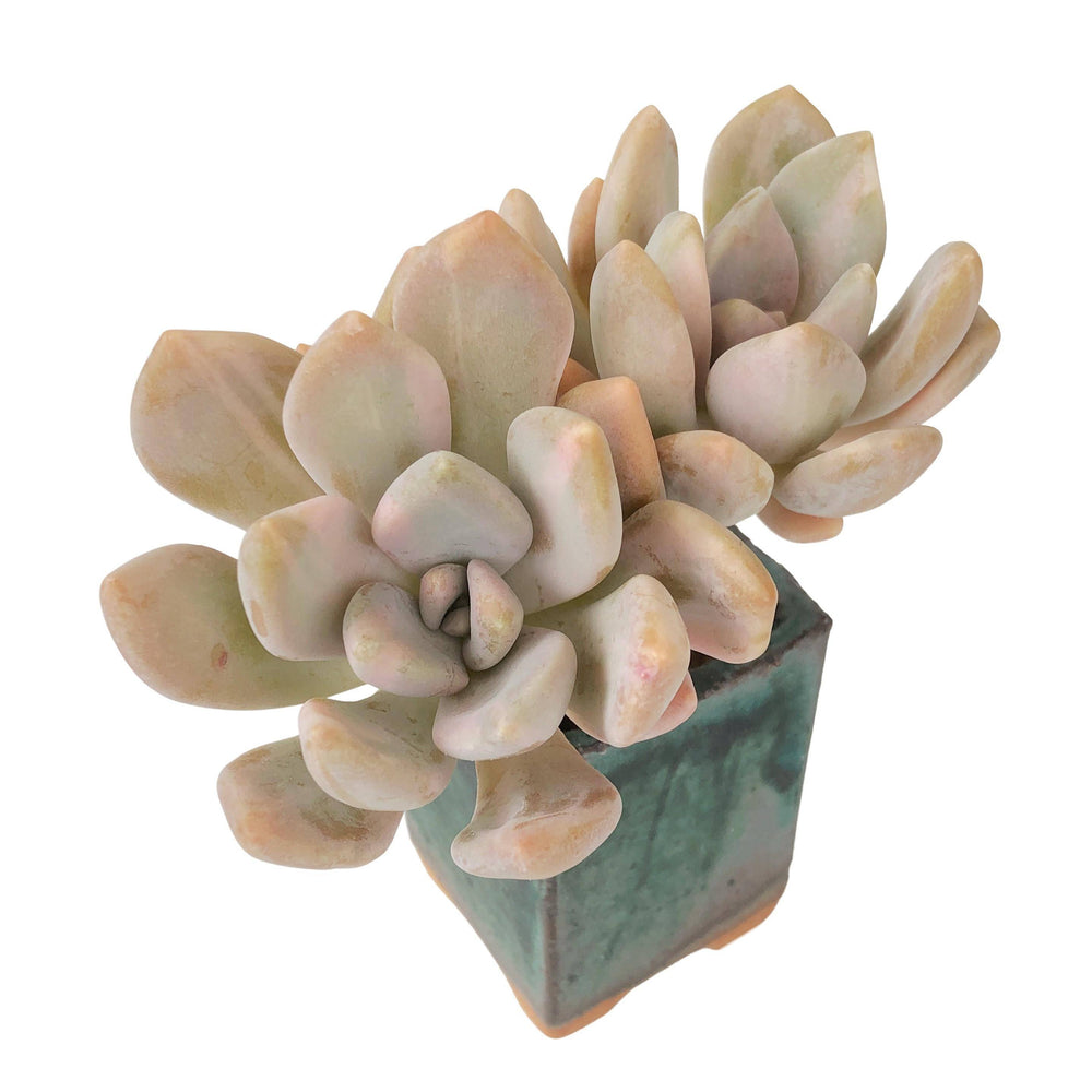 SPECIAL REQUEST- Pachyveria Pachyphytoides