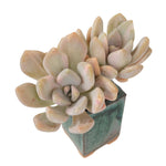 SPECIAL REQUEST- Pachyveria Pachyphytoides