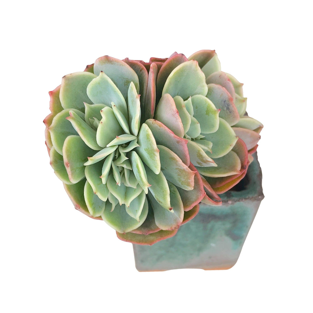 SPECIAL REQUEST- Echeveria Lexus