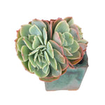 SPECIAL REQUEST- Echeveria Lexus
