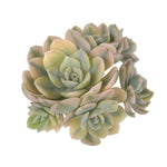 SPECIAL REQUEST- Echeveria Akaihosi, Variegata (Cluster)