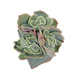 SPECIAL REQUEST- SALE! Echeveria Lexus