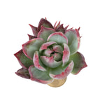 SPECIAL REQUEST- Echeveria Casio, Variegata
