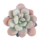 SPECIAL REQUEST- Sale! Echeveria Japan Rusby