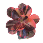 SPECIAL REQUEST- Echeveria Prima Donna