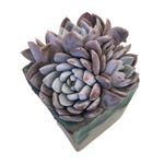 SPECIAL REQUEST- Echeveria Lulu