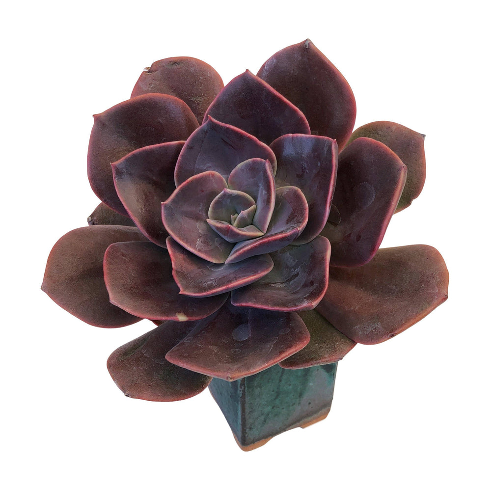SPECIAL REQUEST- Echeveria Blue Metal