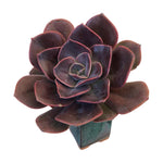 SPECIAL REQUEST- Echeveria Blue Metal