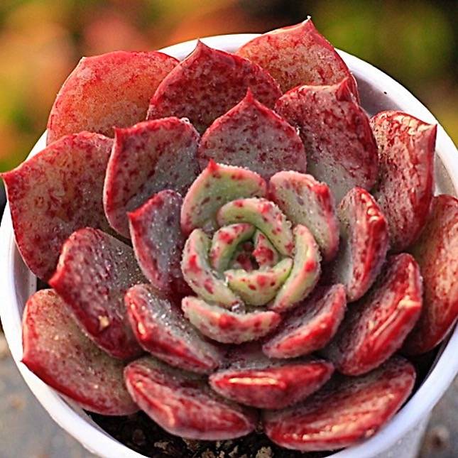 PRESALE Echeveria Love Fire Hybrid, (New!)