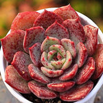 PRESALE Echeveria Love Fire Hybrid, (New!)