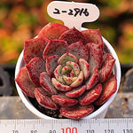 PRESALE Echeveria Love Fire Hybrid, (New!)