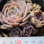 PRESALE Echveria Sabiana Cluster