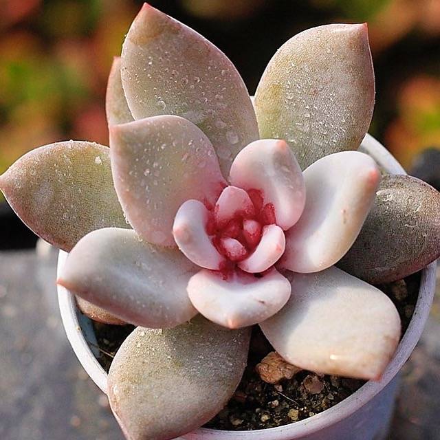 PRESALE Echeveria Trumso