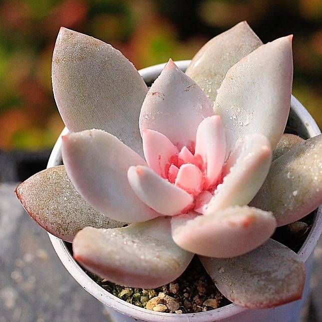 PRESALE Echeveria Trumso