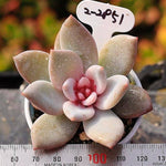 PRESALE Echeveria Trumso