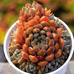 PRESALE Echeveria Setosa v Deminuta Hybrid, Cluster (New!)