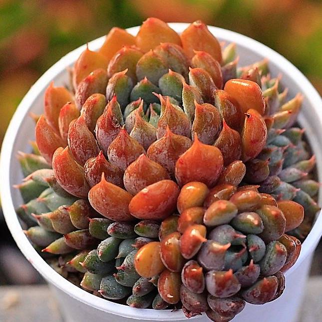 PRESALE Echeveria Setosa v Deminuta Hybrid, Cluster (New!)