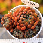 PRESALE Echeveria Setosa v Deminuta Hybrid, Cluster (New!)