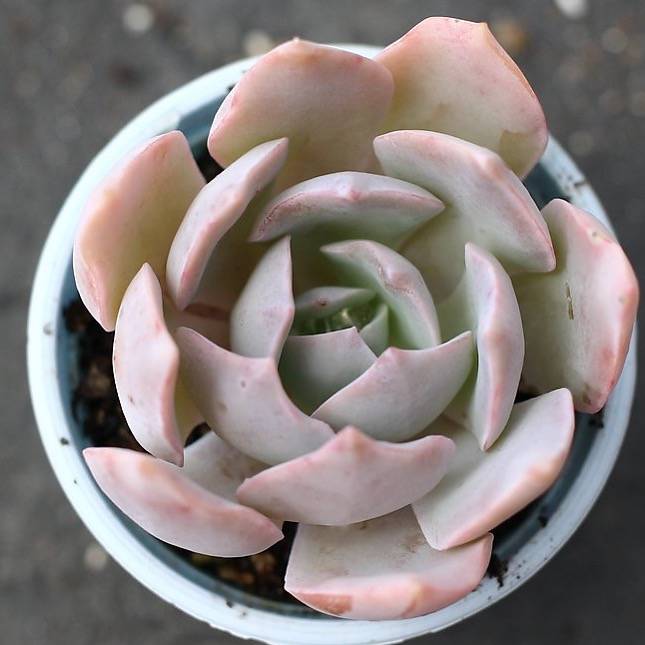 PRESALE Echeveria Nuch