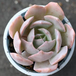 PRESALE Echeveria Nuch