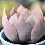 PRESALE Echeveria Nuch