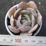 PRESALE Echeveria Nuch