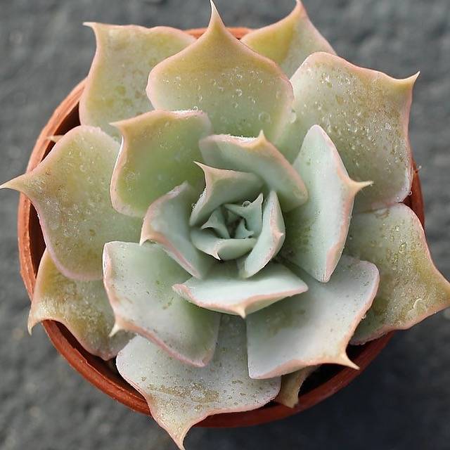 PRESALE Echeveria Wally