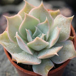 PRESALE Echeveria Wally