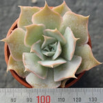 PRESALE Echeveria Wally