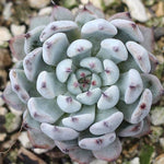 PRESALE Echeveria White Zaragosa