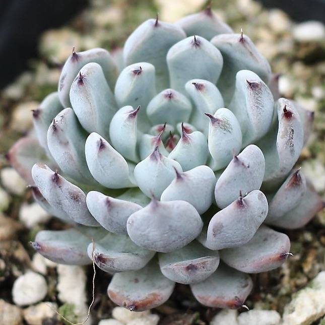 PRESALE Echeveria White Zaragosa