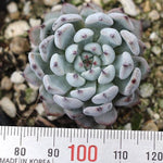 PRESALE Echeveria White Zaragosa