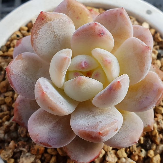 PRESALE Echeveria Potosina, (Random)