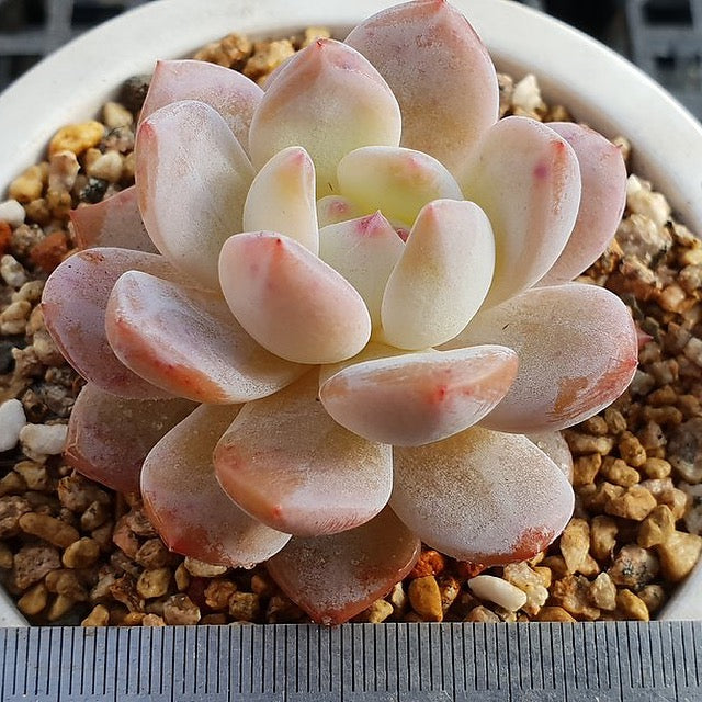 PRESALE Echeveria Potosina, (Random)