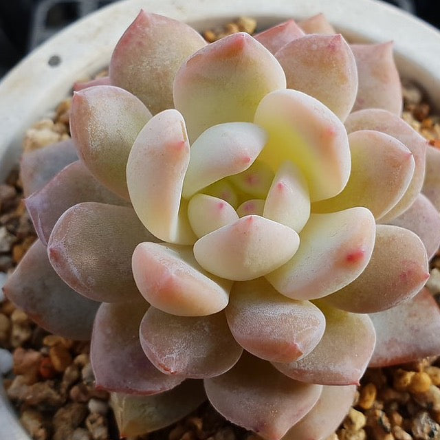 PRESALE Echeveria Potosina, (Random)