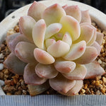 PRESALE Echeveria Potosina, (Random)