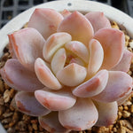 PRESALE Echeveria Potosina, (Random)