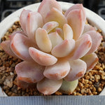 PRESALE Echeveria Potosina, (Random)