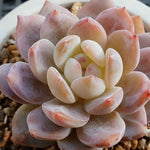 PRESALE Echeveria Potosina, (Random)