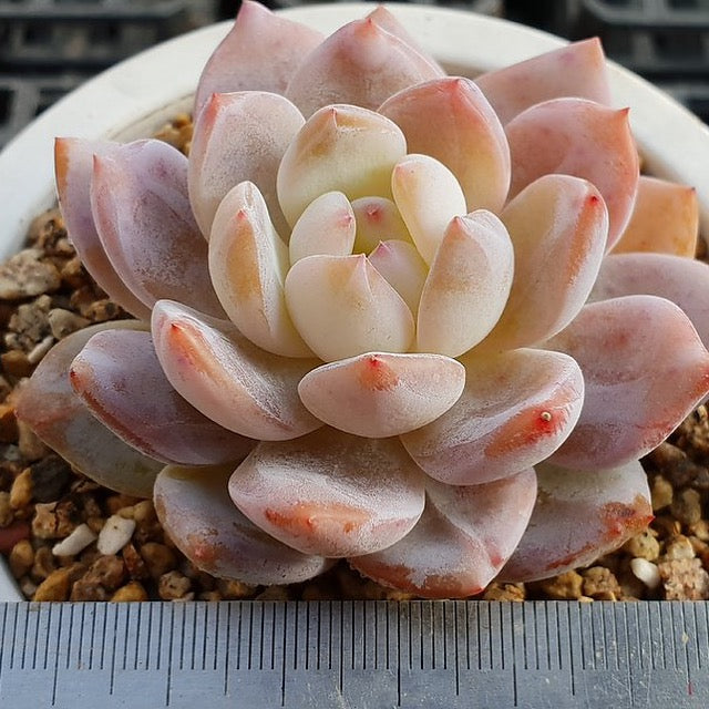 PRESALE Echeveria Potosina, (Random)