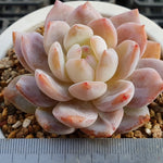 PRESALE Echeveria Potosina, (Random)