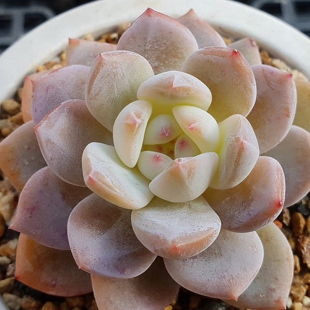 PRESALE Echeveria Potosina, (Random)