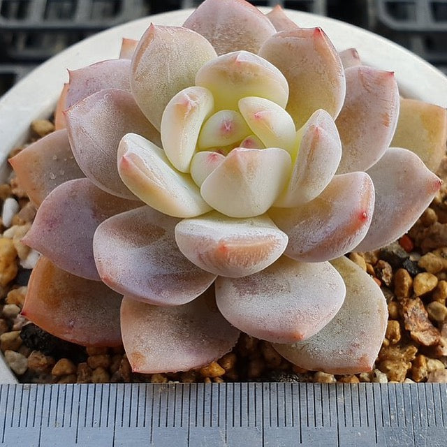 PRESALE Echeveria Potosina, (Random)